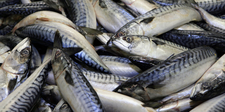 Was Passiert Wenn Man Schlechten Fisch Isst Forschung zu Mikroplastik im Essen: Makrele mit Plastikfüllung - taz.de