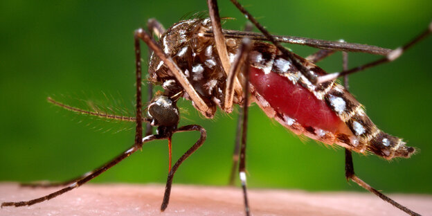 Eine Aedes-Mücke sitzt auf menschlicher Haut. Eine Aedes-Mücke sitzt auf menschlicher Haut.