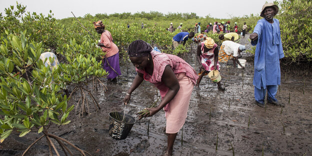 Auf schwarzer Erde werden grüne Mangroven gepflanzt, Szene aus Senegal. Auf schwarzer Erde werden grüne Mangroven gepflanzt, Szene aus Senegal.
