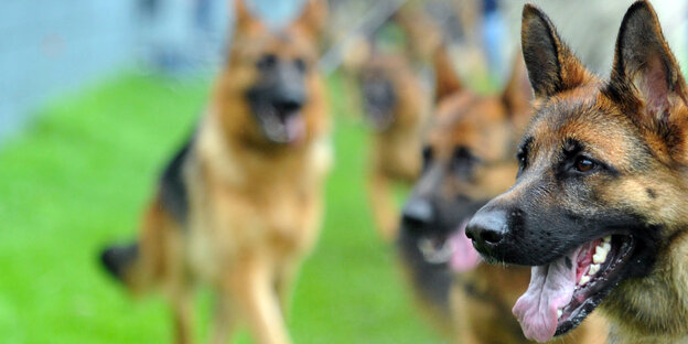 Schäferhunde beim Weltchampionat des Vereins für Deutsche Schäferhunde Schäferhunde beim Weltchampionat des Vereins für Deutsche Schäferhunde