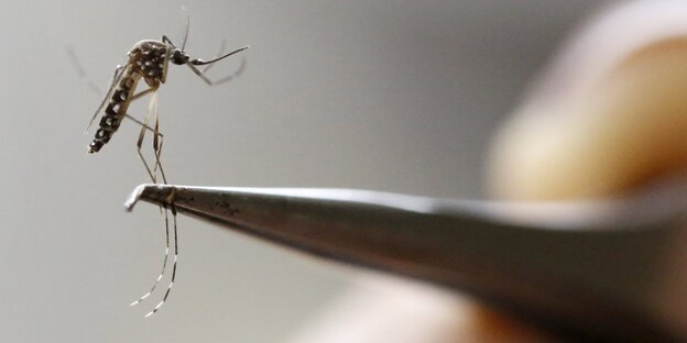 Eine Aedes-Aegypti-Mücke wird von einer Pinzette gehalten Eine Aedes-Aegypti-Mücke wird von einer Pinzette gehalten