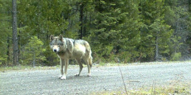 Ein Wolf geht über einen Waldweg Ein Wolf geht über einen Waldweg